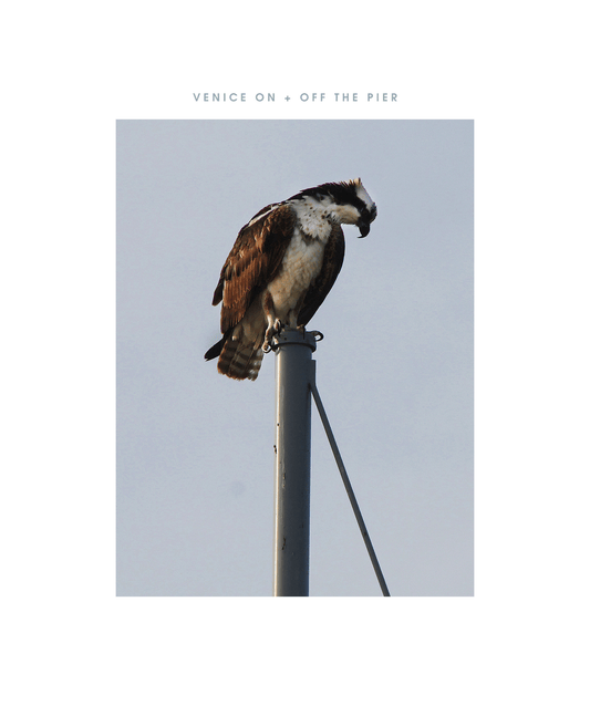 "Osprey"